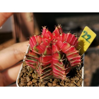 ยิมโนด่าง เลือกต้นได้ ไม้เพาะเมล็ด Cactus​ แคคตัส กระบองเพชร​ ยิมโน Gymno​ Gymnocalycium​ ของขวัญ ปีใหม่ วาเลนไทน์​