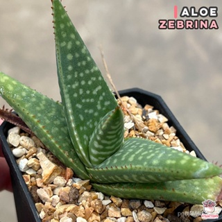 ผลิตภัณฑ์ใหม่ เมล็ดพันธุ์ จุดประเทศไทย ❤Aloe zebrina แคคตัส กระบองเพชร cactus&amp;succulentเมล็ดอวบอ้วน 100% รอคอยที/ขายดี N