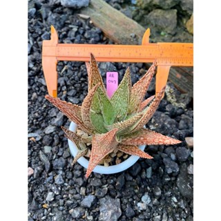 Aloe hybrid seedings(ไม้เมล็ด) (จัดส่งแบบล้างราก) AR50-01 อโลเวร่า ไม้อวบน้ำ กุหลาบหิน Succulnt