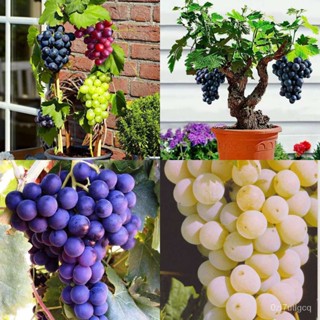 （คุณภาพสูง เมล็ด）20 เมล็ด/ชุด เมล็ดองุ่น กิน ปลูกคอร์ทยาร์ด Grape Seeds ต้นไม้ประดับ พันธุ์ไม้ผล ต้น/ง่าย ปลูก ส/ดอก AUJ