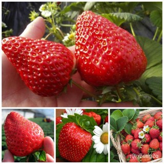 ผลิตภัณฑ์ใหม่ เมล็ดพันธุ์ เมล็ดอวบอ้วน100%เมล็ดพันธุ์ สตรอเบอร์รี่ Sweet Strawberry Seeds Fruit Seeds บรรจุ 200 /ดอก 6LX