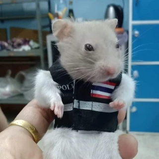 [[[ Pepzi&Family ]]] เสื้อพร้อมสายจูง แฮมเตอร์