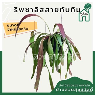 ผลิตภัณฑ์ใหม่ เมล็ดพันธุ์ สปอตสินค้า❤ริพซาลิสสายทับทิม ในกระถาง 4 นิ้ว Rhipsalisเมล็ดอวบอ้วน 100% รอคอยที่จะให้ค/ขายด S8