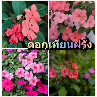 เมล็ดพันธ์ ดอกเทียนฝรั่ง Impatiens flower ปลูกง่าย สวยงาม ชอบร่มรำไรหรือแสงแดดครึ่งเช้า เมล็ดพันธ์นำเข้า ปลูกดอกไม้ ผัก