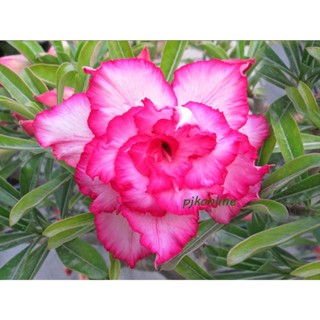 ทรัพย์ทวีคูณ ต้นชวนชม ดอกซ้อน cactus adenium desert rose