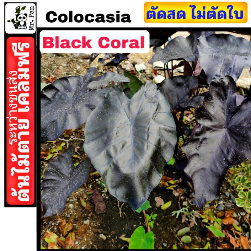 Colocasia Black Coral ตัดสดไม่ตัดใบ โคโลคาเซีย เเบล็ค โครอล