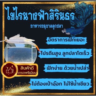 ไข่ไรนางฟ้าสิรินธร เกรดส่งออก (อาหารปลาแรกเกิด) ปลาโตไว 1.30กรัม