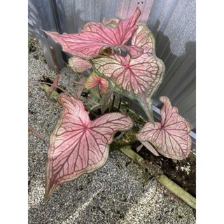 Caladium Desert Sunset บอนสีนำเข้า