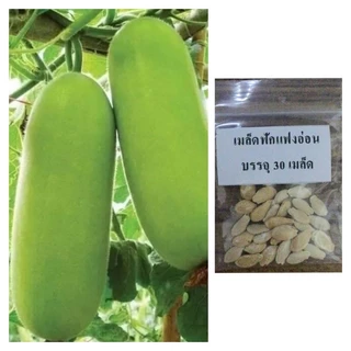 เมล็ดฟักแฟงอ่อน ฟักแฟงไส้ตัน 1 ซอง บรรจุ 30 เมล็ด