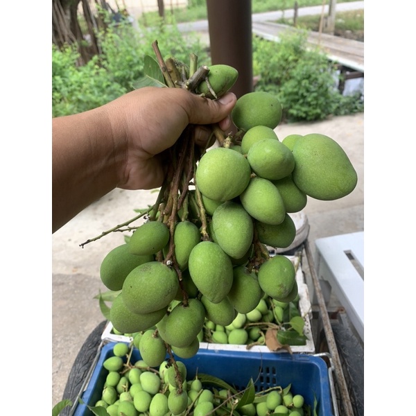 รูปภาพ 4