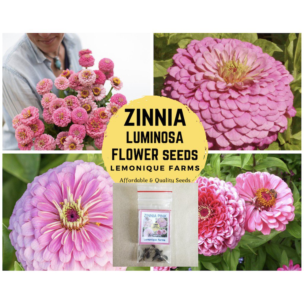 Zinnia Seeds-Pink Zinnia | Zinnia Pink | Luminosa Zinnia | Zinnia Rose Flower เมล็ดเม็ด/ดอกไม้/ดอกทา
