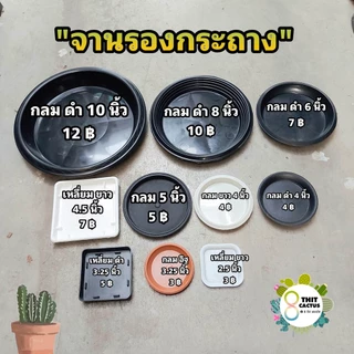 // จานรองกระถาง 2-17 นิ้ว // ถาดรองกระถาง แคคตัส กระบองเพชร ต้นไม้