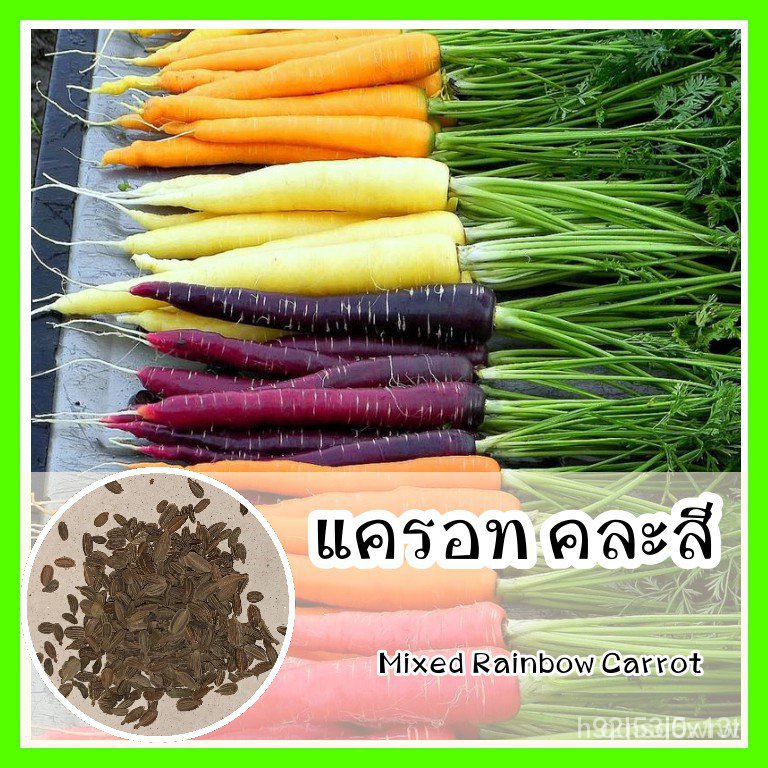 ผลิตภัณฑ์ใหม่ เมล็ดพันธุ์ เมล็ดพันธุ์คุณภาพสูงในสต็อกในประเทศไทย พร้อมส่ง ะให้ความสนใจของคุณพร้อมส่ง