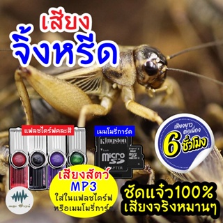 (MP3 เสียงต่อสัตว์) เสียงจิ้งหรีด เสียงใส [6ชั่วโมง] ใส่แฟลชไดร์ฟ/เมมโมรี่ เก็บเงินปลายทาง เสียงดีชัด100% ไม่มีโฆษณาแทรก