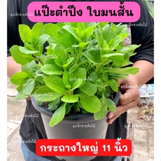 แปะตำปึง แป๊ะตำปึง ใบมนสั้น กระถางใหญ่ ฟอร์มสวย ใบเยอะ