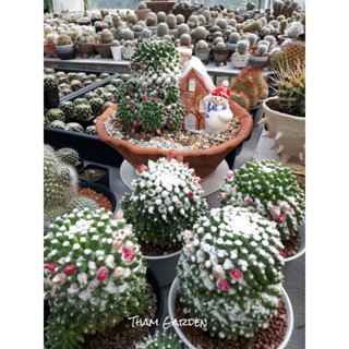 Mammillaria erusamu แมมอิรุซามุ  2" และ 3"