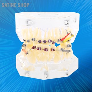 Satine Shop โมเดลฟัน พร้อมสายโซ่ สําหรับทันตกรรม จัดฟัน