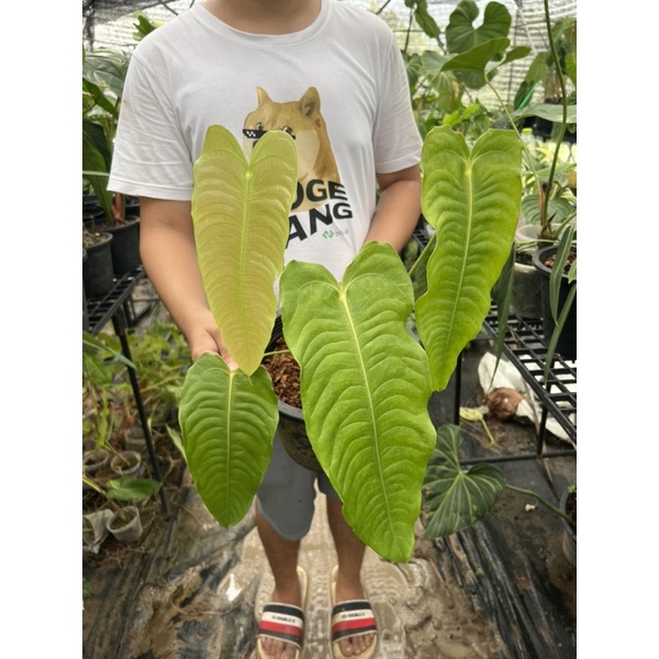 Anthurium veitchii (king)