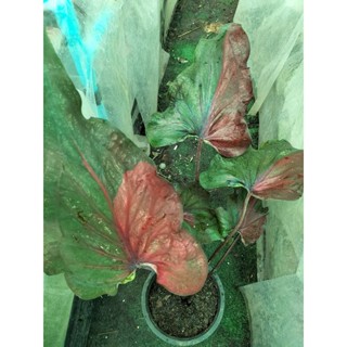 บอนสีนางรากษสcaladium