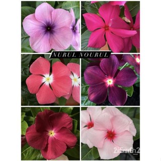 ผลิตภัณฑ์ใหม่ เมล็ดพันธุ์ จุดประเทศไทย ❤เมล็ดพันธุ์Benih Vinca Mixed Murah 100pcs Fresh Seeds 10 Warnaเมล็ดอวบอ้ ค/เมล็