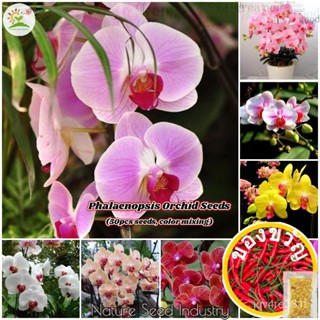 []] เมล็ดพันธุ์กล้วยไม้ Phalaenopsis คีโตน (ประมาณ50 |) | เมล็ดพืชน้ำ MINI