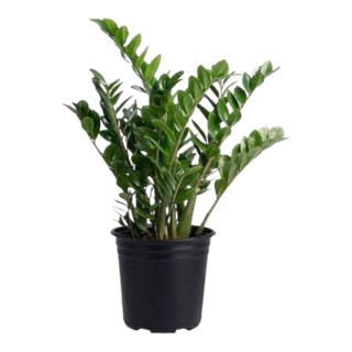 กวักมรกตเขียว กระถาง 11 นิ้ว zamioculcas zamiifolia pot “11