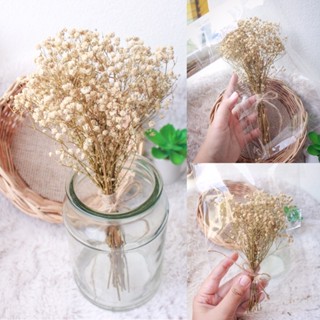 Gypsophila / ยิปโซฟิลล่าแห้ง ดอกไม้แห้ง ดอกยิปโซแห้ง