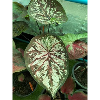 บอนสีราหูอมจันทร์caladium