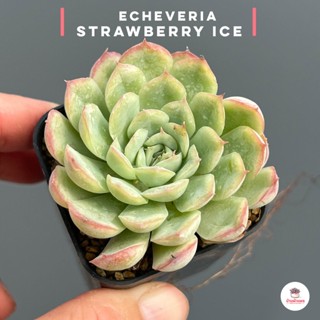 Echeveria Strawberry Ice ไม้อวบน้ำ กุหลาบหิน cactus&amp;succulentหลากหลายสายพันธุ์