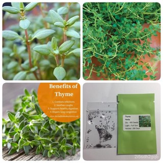 （คุณภาพสูง เมล็ด）ไทม์ Thyme เมล็ดไทม์/ง่าย ปลูก สวนครัว เมล็ด/ผักสลัด XMHU