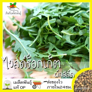 ผลิตภัณฑ์ใหม่ เมล็ดพันธุ์ เมล็ดพันธุ์ ไวลด์ร็อกเก็ต 400เมล็ด Wild Rocket Seed เมล็ดพันธุ์แท้100%นำเข้าจากต่างประ/สวนครัว