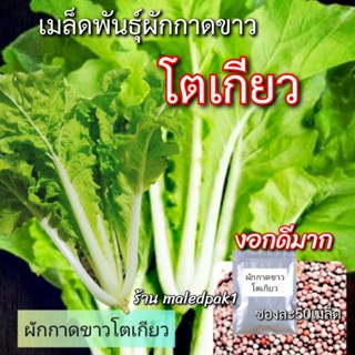 เมล็ดผักกาดขาวโตเกียว 50เมล็ด เมล็ดพันธุ์ผัก พร้อมส่ง งอกดีมาก ทานอร่อย