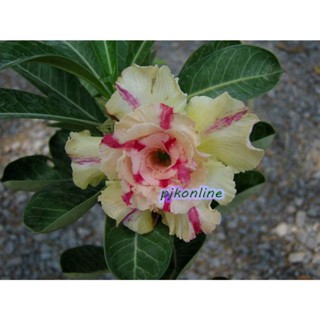 ทองพันชั่ง ต้นชวนชม ดอกซ้อน ไม้เก่า cactus adenium desert rose