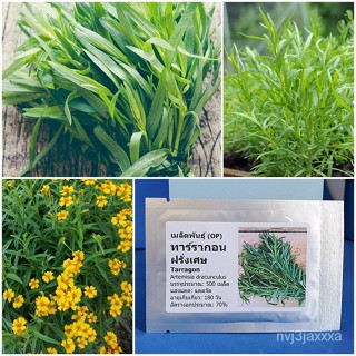 （คุณภาพสูง เมล็ด）เมล็ดพันธุ์ ทาร์รากอน ฝรั่งเศส (Tarragon Seed) บรรจุ 500 เมล็ด คุณภาพดี ราคาถูก ของ/ง่าย ปลูก ส/ดอก EYX