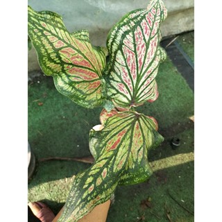 บอนสีขุนศรีคชคงcaladium