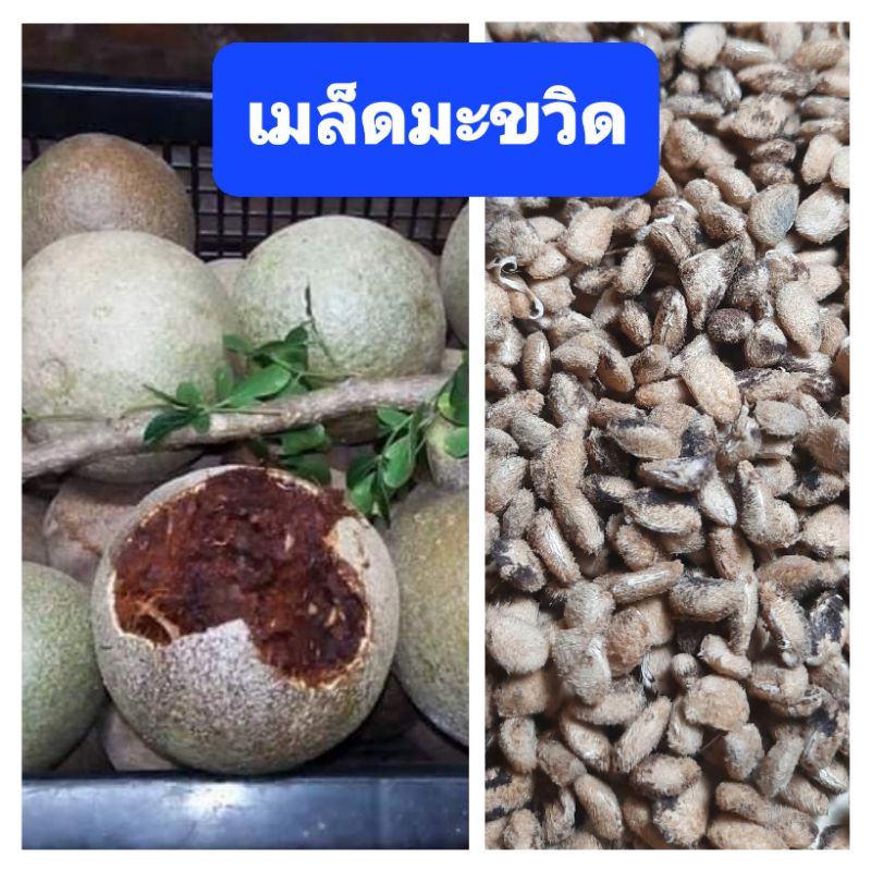 เมล็ดมะขวิด มะขวิด ผลไม้โบราณ 50 เมล็ด สำหรับปลูก