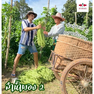 ถั่วฝักยาว ลำน้ำพอง 2 ศรแดง 100เมล็ด เมล็ดพันธุ์ถั่วฝักยาว