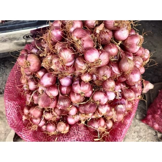 หอมแดงศรีสะเกษ สดใหม่ แห้งดี