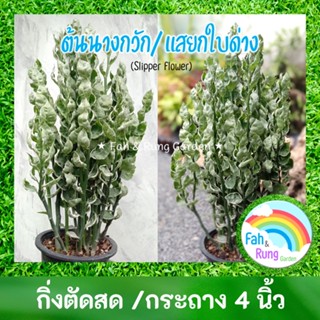 🌿ต้นนางกวัก/แสยกใบด่าง/ต้นกวักเงินใบด่าง/กวักเงินกวักทอง