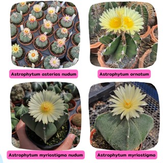 Astrophytum,Cleistocactus,Caralluma hexagona,Cereus Peruvianus,Ferocactus เฟอโรแคคตัส,Frailea ,Thelocactus,Weingartia