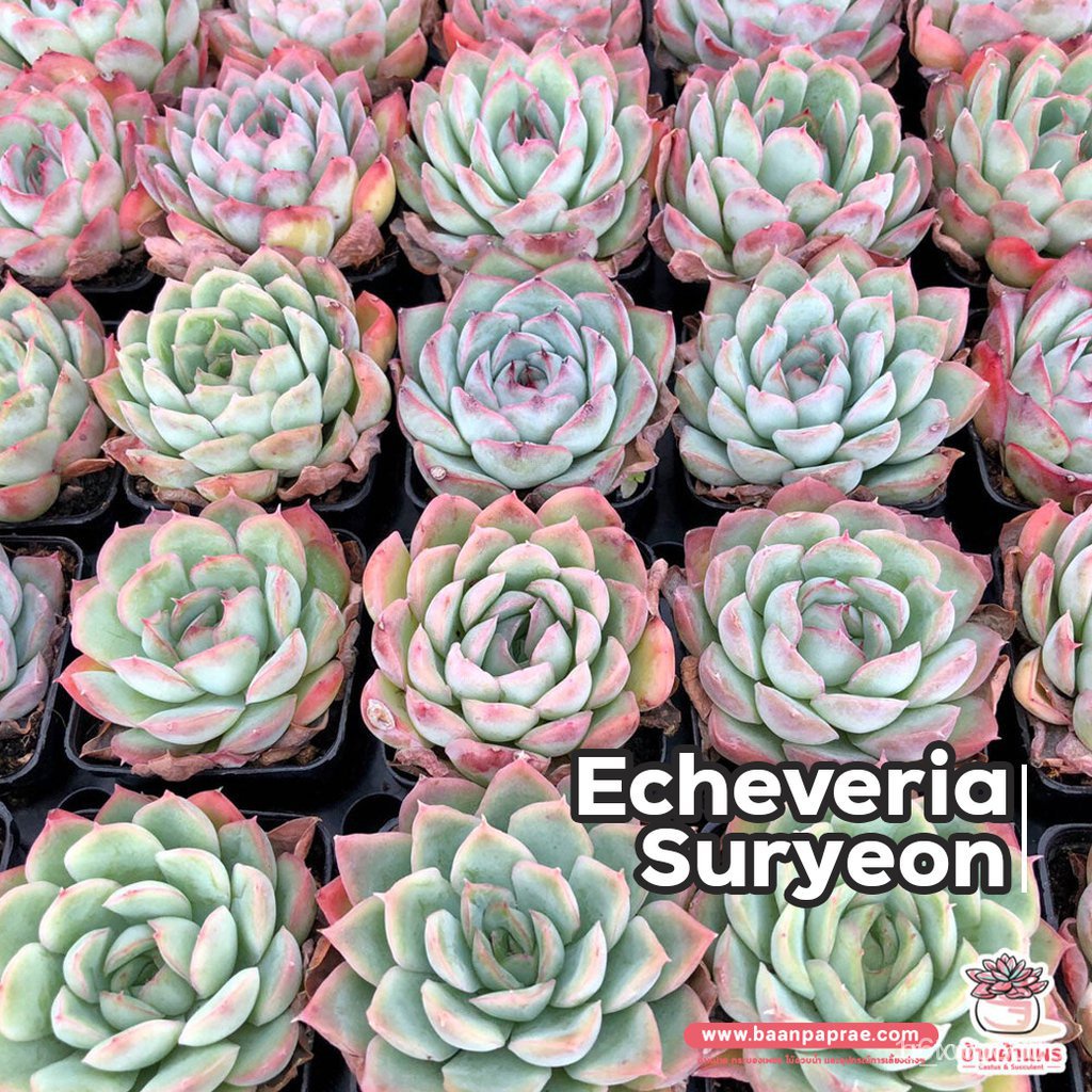 ผลิตภัณฑ์ใหม่ เมล็ดพันธุ์ จุดประเทศไทย ❤Echeveria Suryeon ไม้อวบน้ำ กุหลาบหิน Cactus&amp;Succulent หลากหลายสายพันธุ /ดอก TPY