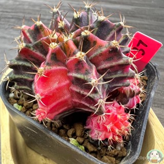 (R37) ต้นยิมโนด่าง คัดพิเศษ ไม้เมล็ด - (gymnocalycium) - แคคตัส/อินทรีย์ F2VA