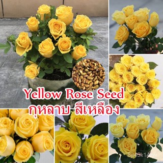 （คุณภาพสูง เมล็ด）ปลูกง่าย ปลูกได้ทั่วไทย 100 เมล็ด กุหลาบ สีเหลือง Yellow Rose Seed เมล็ดพันธ/ง่าย ปลูก สวนครัว /ขายดี L