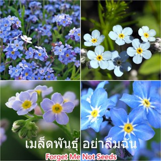 100 แคปซูลต่อแพ็ค Forget Me Not Seeds Flower Seeds เมล็ดพันธุ์ ต้นไม้ประดับ เมล็ดดอกไม้ ต้นไม้ ไม้ประดับ เมล็ด ไม้ดอก