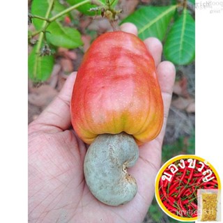 Tree cashew shoot Red [real Plant] กางเกงชั้นใน/คอน/สว/ สวน/คอน/คอนซิน/คอนซิน/ชุดชั้นใน/ชุดชั้นใน/seeds/ HW0Q