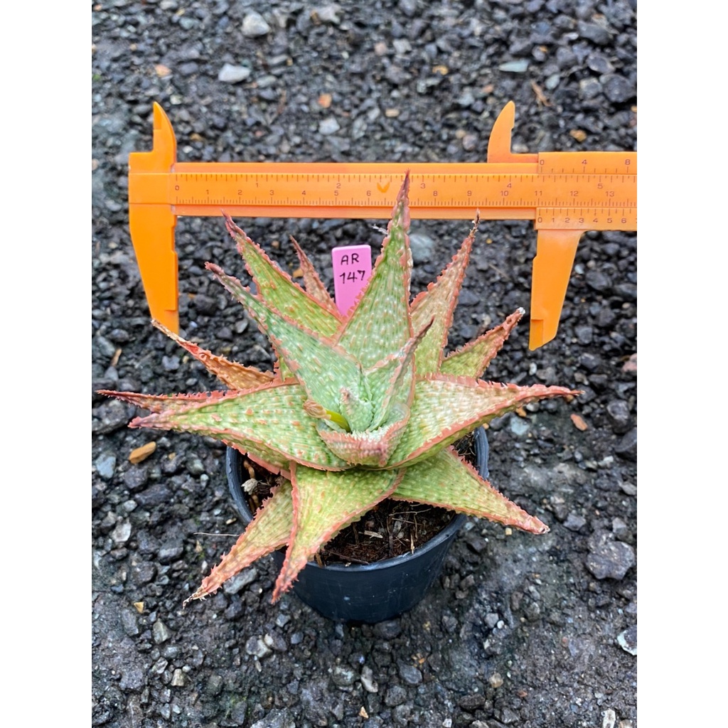 Aloe hybrid seedings(ไม้เมล็ด) (จัดส่งแบบล้างราก) รหัส AR150-101 (50ต้น) อโลเวร่า ไฮบริด Succulnt กุหลาบหิน Haworthia