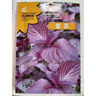 ใบงาแดง เกาหลี ( ชิโสะ ) ( Red Shiso Korean Sesame Seed ) บรรจุ 200 เมล็ด