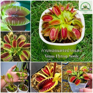 （คุณภาพสูง เมล็ด）เมล็ดพันธุ์ กาบหอยแครงปากแดง 30 เมล็ด Venus flytrap Seeds ต้นไม้กินแมลง ต้นด/ง่าย ปลูก สวนครัว /คละ PN1