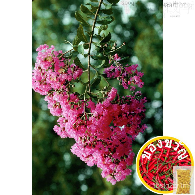 Crepe Myrtle Melendres/แพรต่/ ผู้ชาย/ทานตะวัน/ทานตะวัน/กางเกง/หักจั่น/ข้าวโพด/พรุ่ม/กระโหลก/ผู้ชาย/ผ