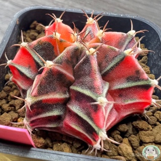 (P49) ต้นยิมโนด่าง คัดพิเศษ ไม้เมล็ด - (gymnocalycium) - แคคตัส/ง่าย ปลูก สวนครัว เมล็ด/สวนครัว KZ41